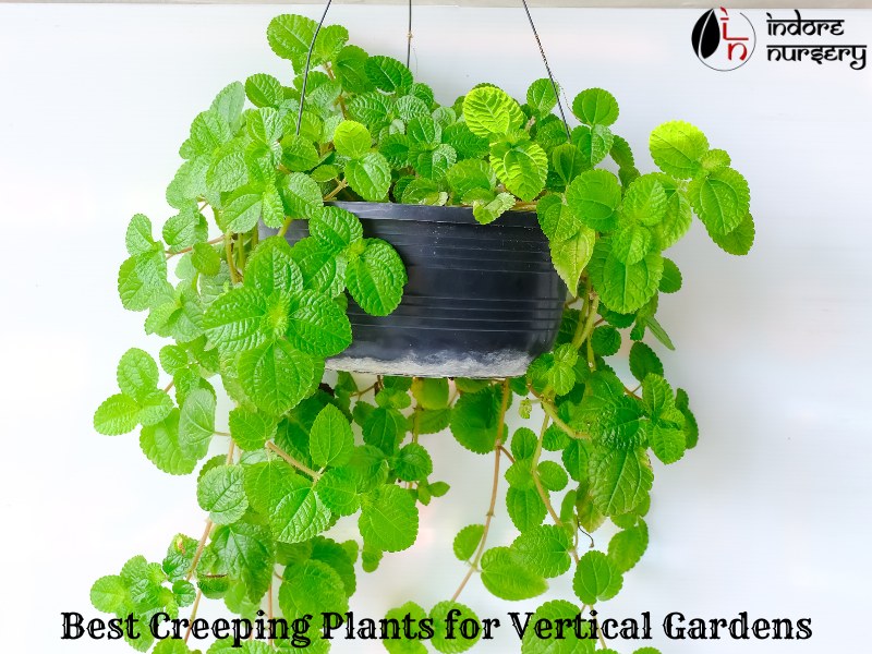 Best Creeping Plants for Vertical Gardens