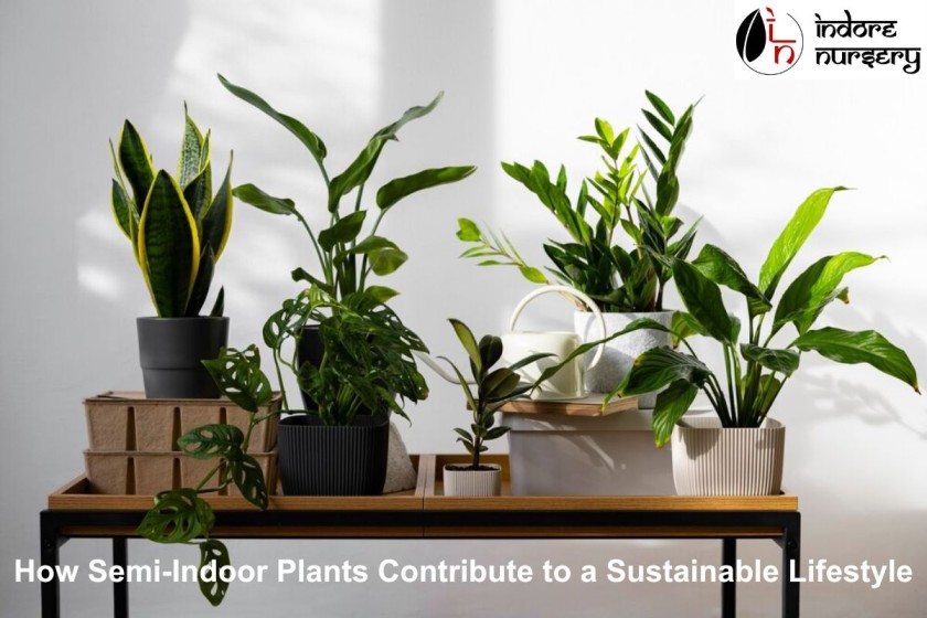 How Semi-Indoor Plants Contribute to a Sustainable Lifestyle