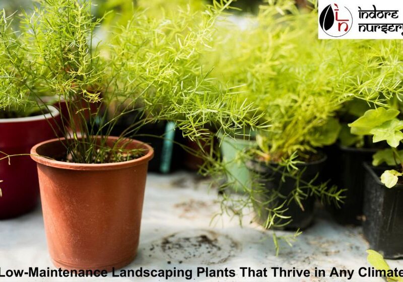 Low-Maintenance Landscaping Plants