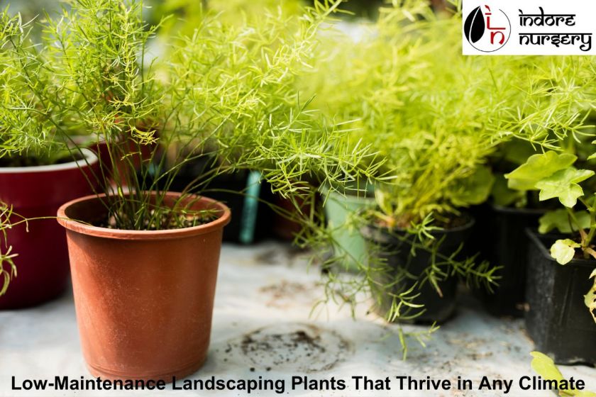 Low-Maintenance Landscaping Plants That Thrive in Any Climate