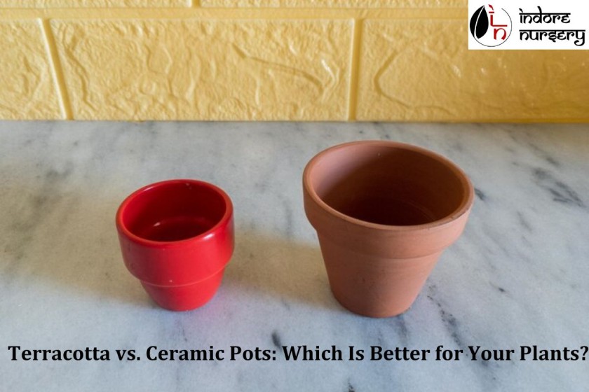 Terracotta vs. Ceramic Pots: Which Is Better for Your Plants?