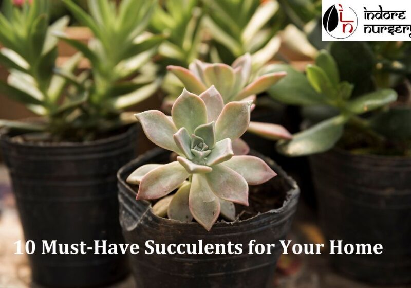 10 Must-Have Succulents