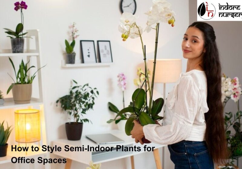 Semi-Indoor Plants