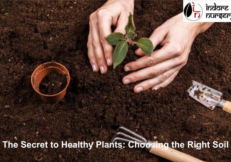 Secret to Healthy Plants