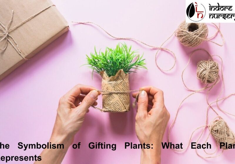 Gifting Plants