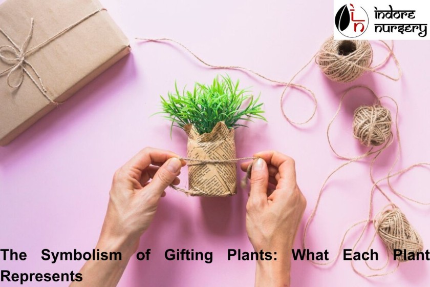 The Symbolism of Gifting Plants: What Each Plant Represents