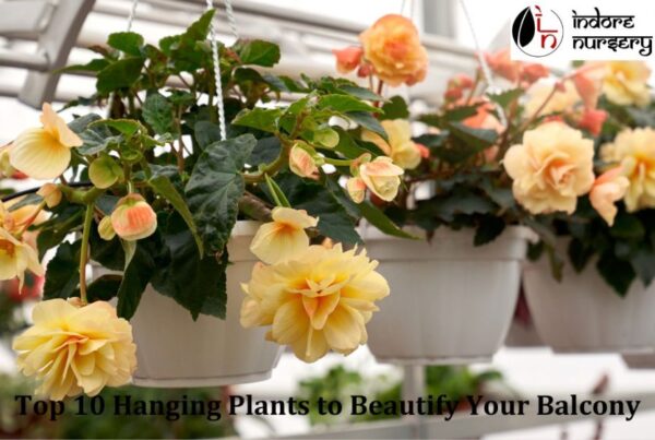 top 10 hanging plants
