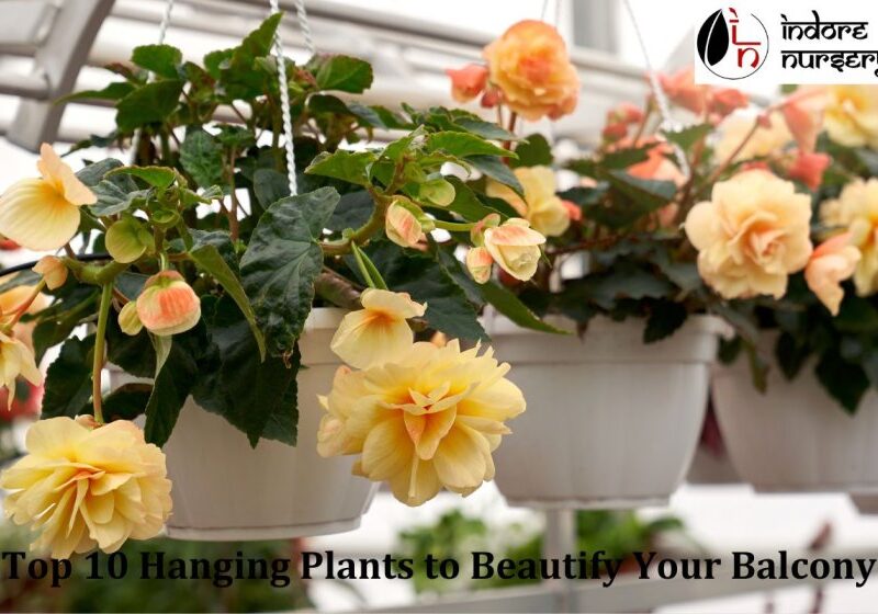 top 10 hanging plants