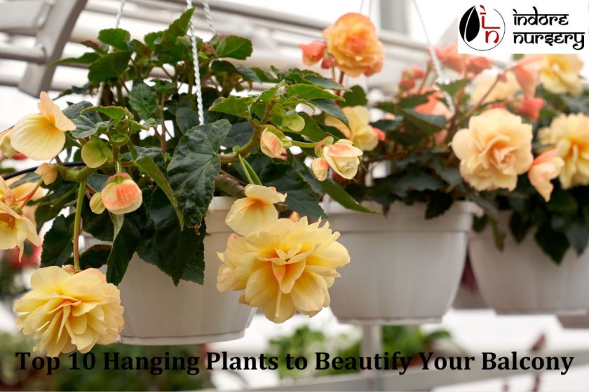 Top 10 Hanging Plants to Beautify Your Balcony