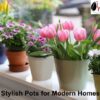 Top 5 Stylish Pots