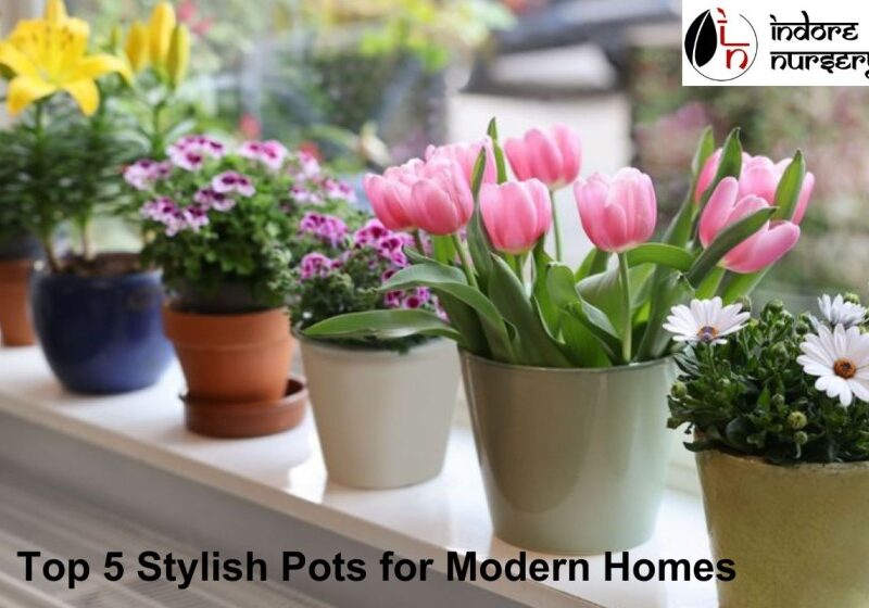 Top 5 Stylish Pots