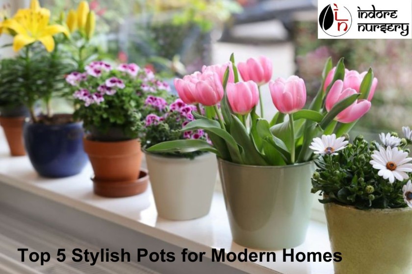 Top 5 Stylish Pots for Modern Homes