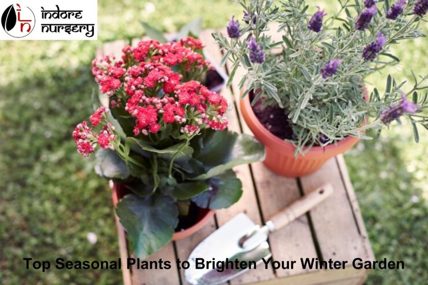 Top Seasonal Plants to Brighten Your Winter Garden