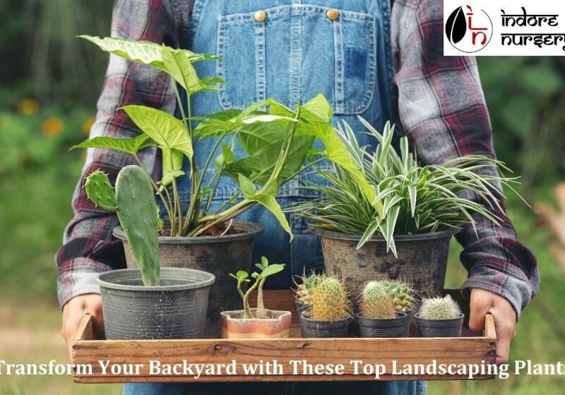 Top Landscaping Plants