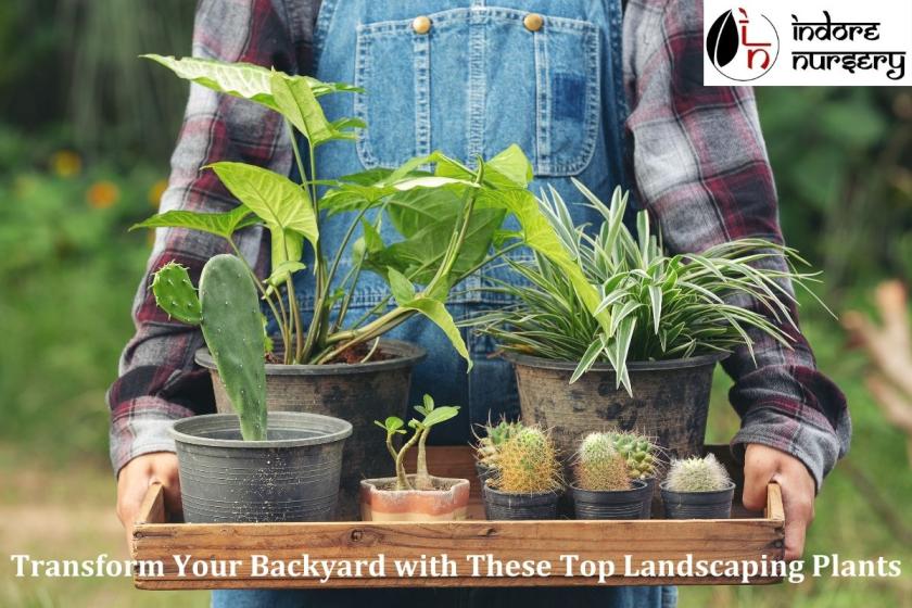 Transform Your Backyard with These Top Landscaping Plants