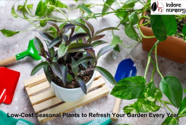 Low-Cost Seasonal Plants