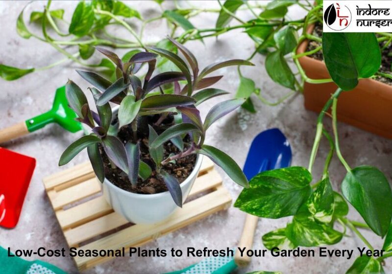 Low-Cost Seasonal Plants