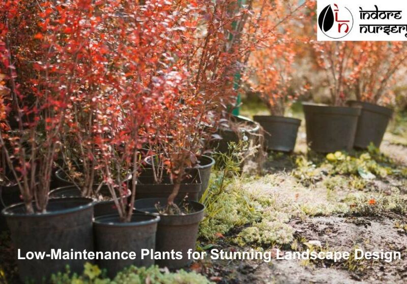 Low-Maintenance Plants