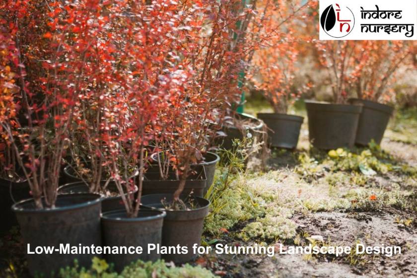 Low-Maintenance Plants for Stunning Landscape Design