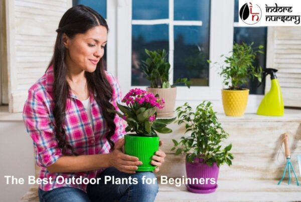 best outdoor plants