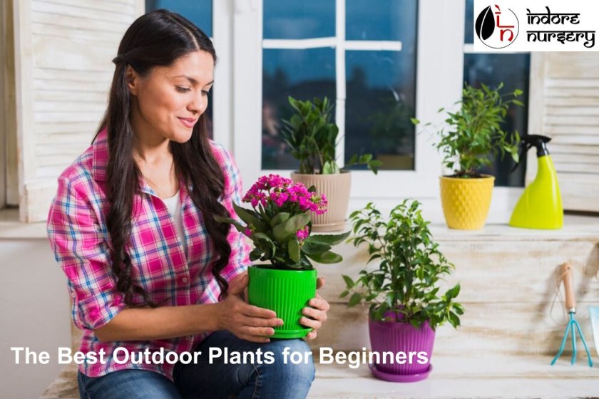 The Best Outdoor Plants for Beginners