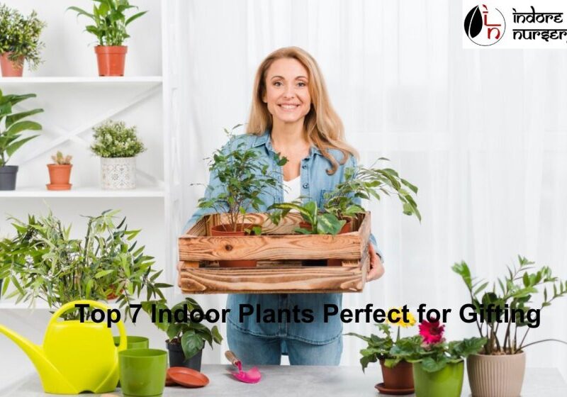 7 Indoor Plants For Gifting