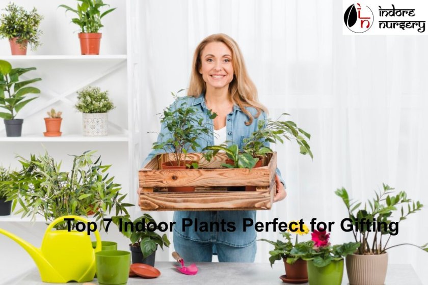 Top 7 Indoor Plants Perfect for Gifting