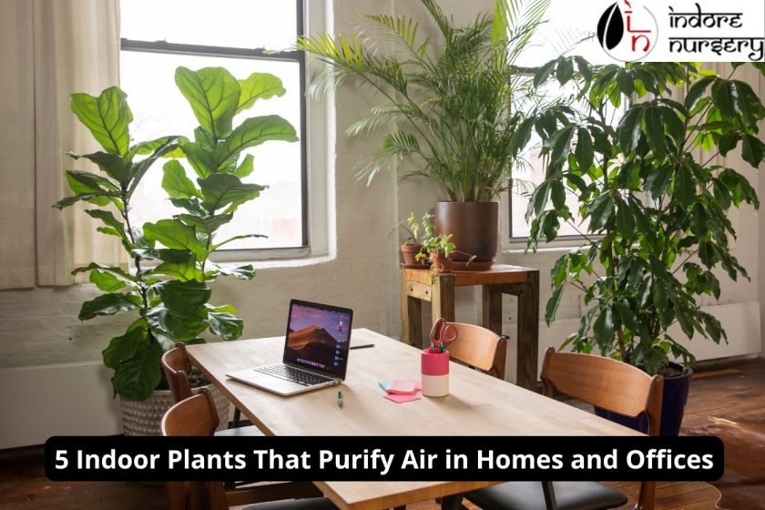 5 Indoor Plants That Purify Air in Homes and Offices