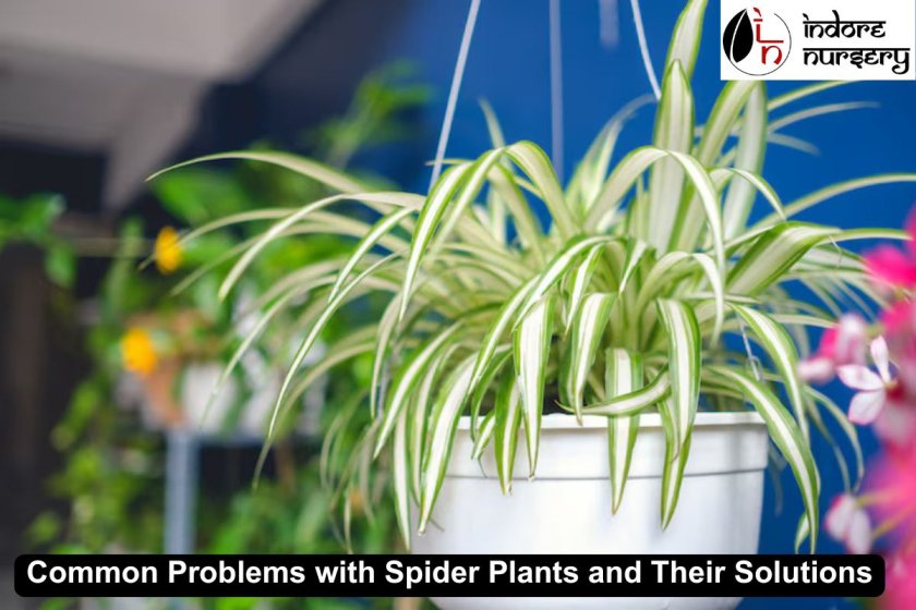 Common Problems with Spider Plants and Their Solutions