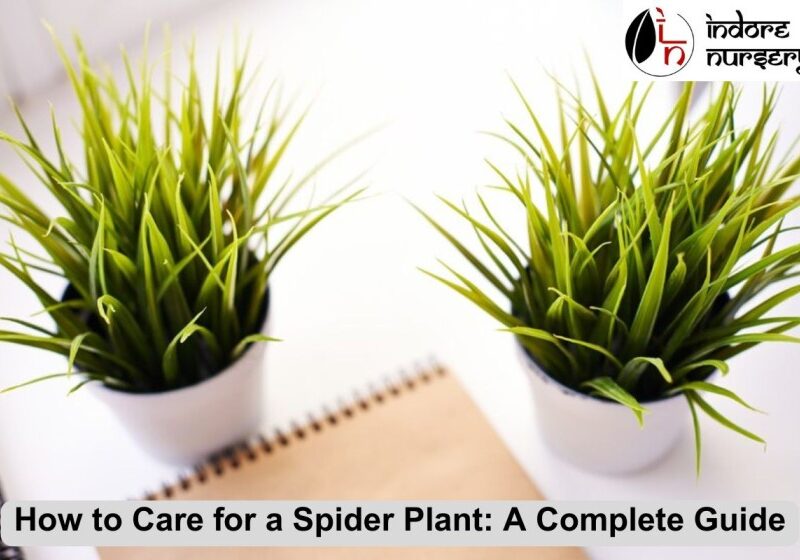spider plant
