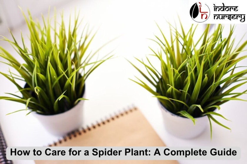 How to Care for a Spider Plant: A Complete Guide
