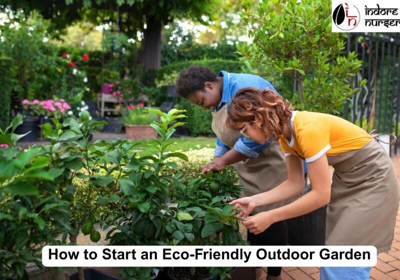 Eco-Friendly Garden