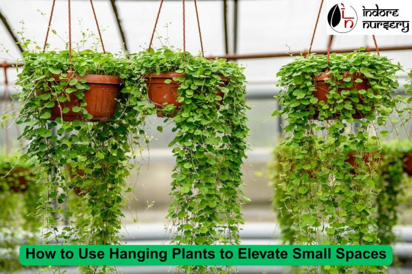 How to Use Hanging Plants to Elevate Small Spaces