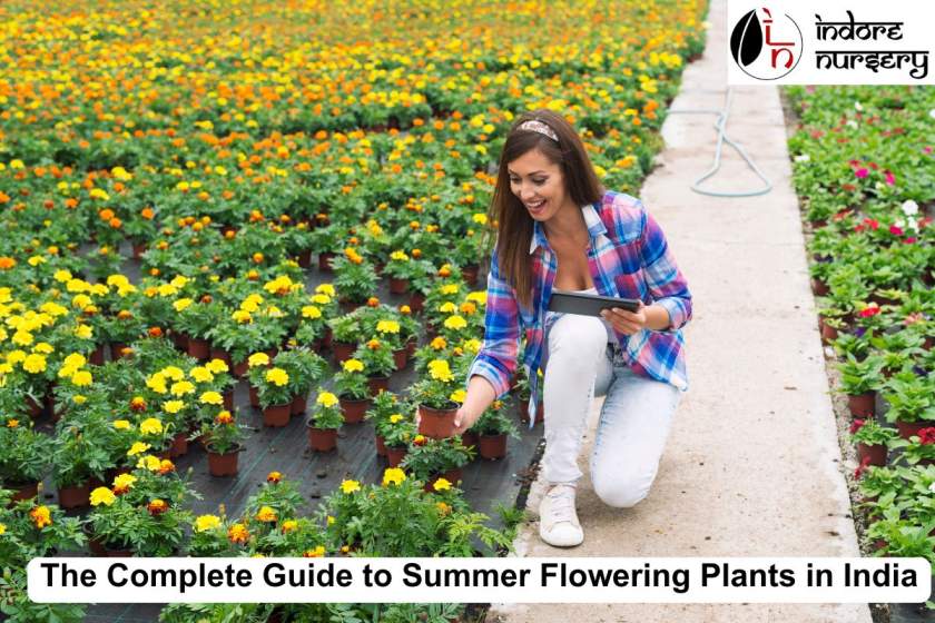 The Complete Guide to Summer Flowering Plants in India