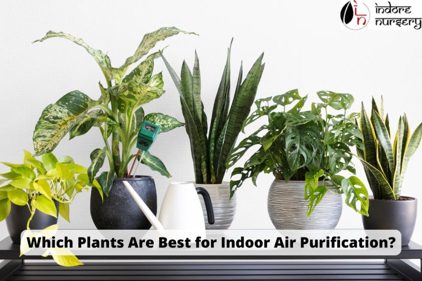 Which Plants Are Best for Indoor Air Purification?