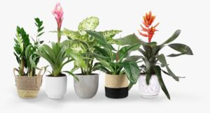 indoor air purification
