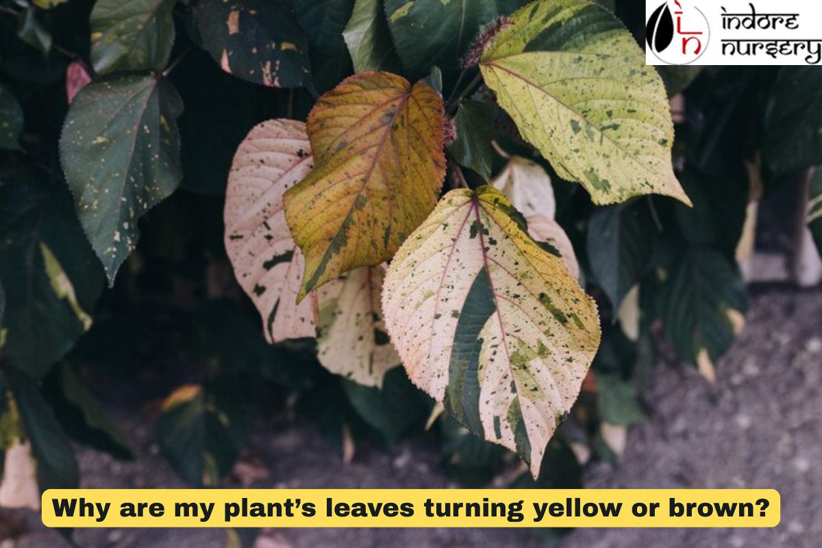 Why are my plant’s leaves turning yellow or brown?