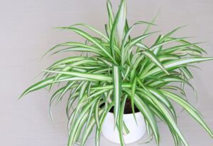 spider plants
