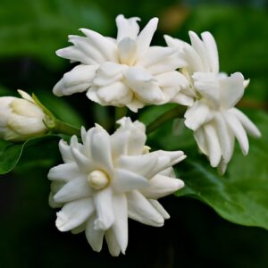 flowering plants