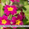 Best Summer Flowering Plants
