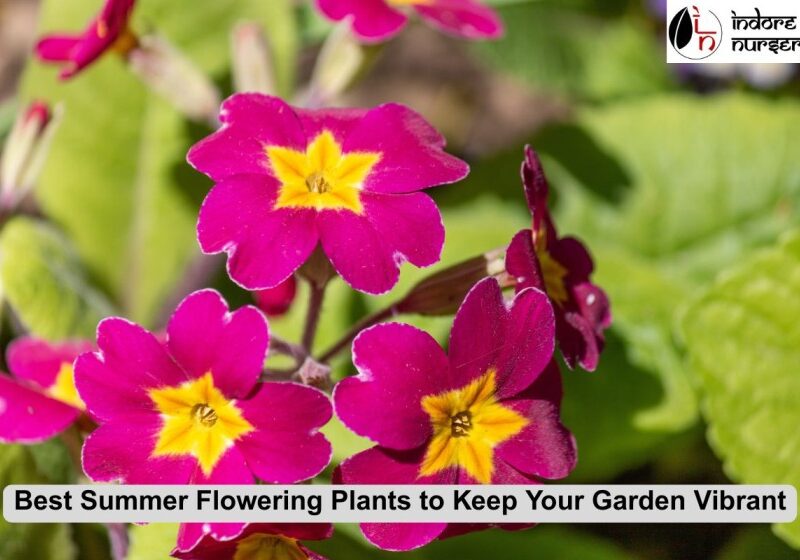 Best Summer Flowering Plants