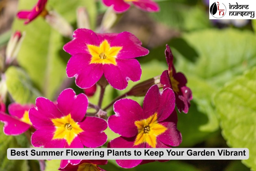 Best Summer Flowering Plants to Keep Your Garden Vibrant