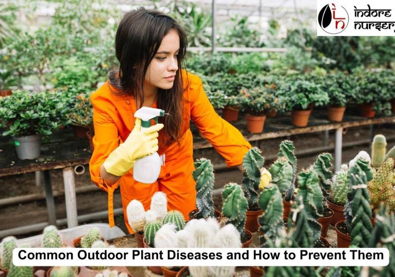 outdoor plant diseases