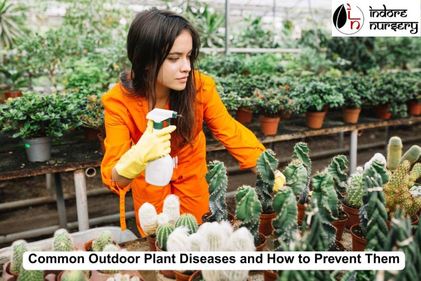 Common Outdoor Plant Diseases and How to Prevent Them