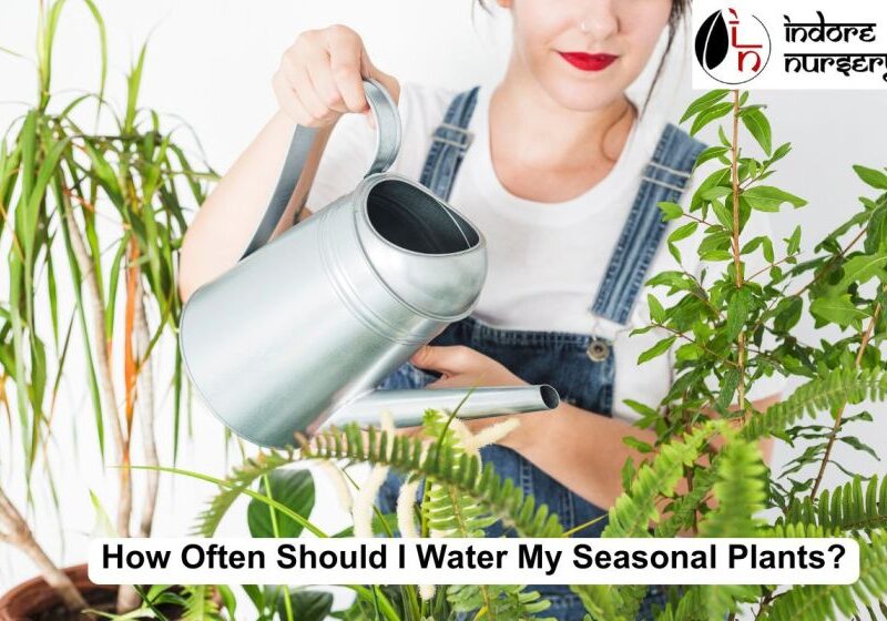 Seasonal Plants