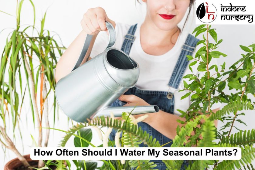 How Often Should I Water My Seasonal Plants?