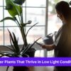 Indoor Plants