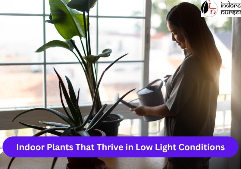 Indoor Plants