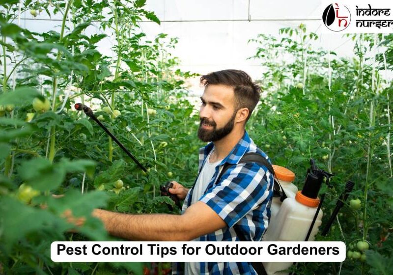 Pest Control Tips