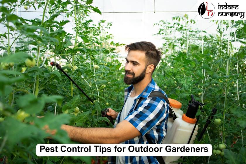 Pest Control Tips for Outdoor Gardeners
